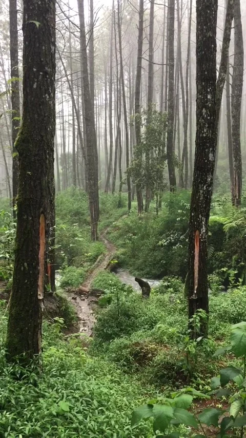 Mist and rain in the pine forest, Garut, West Java, Indonesia. Видео 343560550