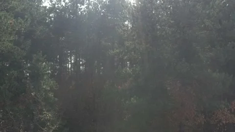 Mist and sun light in the evergreen forest 4K drone footage Stock Footage 99789038