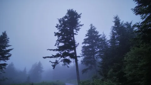 Mist and Trees on a Mountaintop in The Great Smoky Mountains Stock Footage 104101892