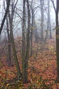 Mist in the autumn forest Stock Photos