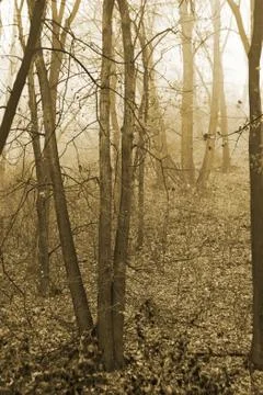 Mist in the autumn forest Stock Photos
