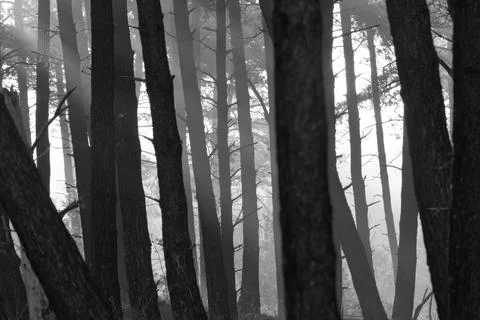 Mist Between the Tree Trunks Stock Photos