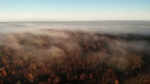 Mist Blowing Over Forest Stock Footage 143955731