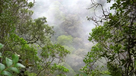 Mist blowing in rainforest Video stock 82176423
