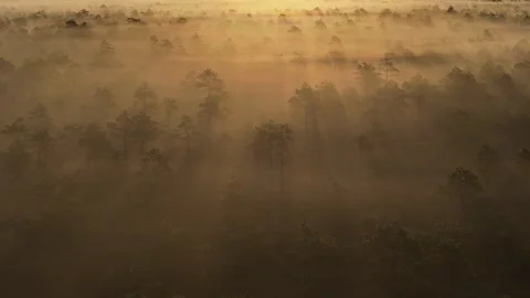 Mist on the bog Stock Footage 314879328