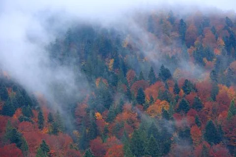 Mist in Carpathians Stock Photos