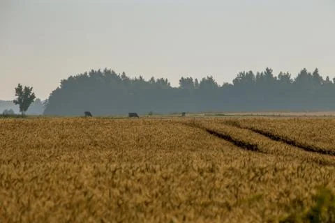 Mist on the cereal field with road path. Stock Photos