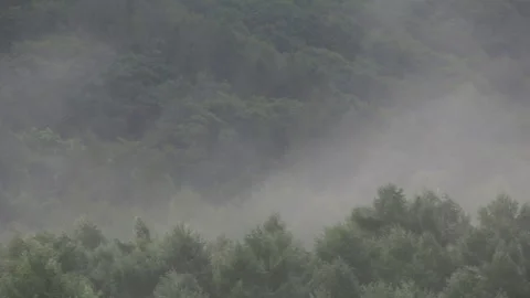 Mist clearing from a tranquil green forest landscape Stock Footage 282495874
