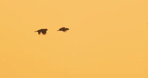 Mist cloaks the forest as parrots drift across Peru’s canopy during the gentle Stock Footage 307603076