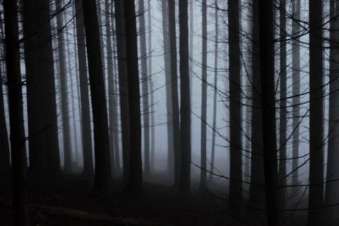 Mist in a coniferous forest Stock Photos