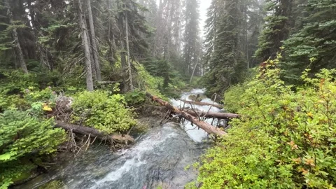 Mist Covered Alpine Forest Creek With Fallen Logs in Joffre Lakes Park Stock Footage 345369821