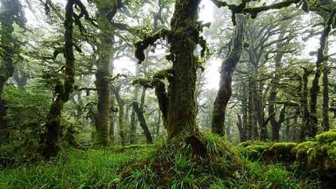Mist covered mossy forest time lapse - mystical ethereal primordial landscape Stock Footage 73844192