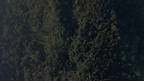 Mist-covered pine, fir, and oak woodlands, rich with Himalayan biodiversity. Stock Footage 341971970