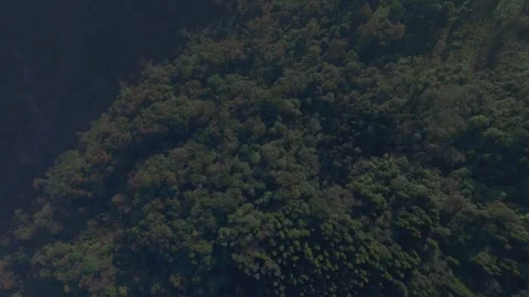 Mist-covered pine, fir, and oak woodlands, rich with Himalayan biodiversity. Stock Footage 341972284