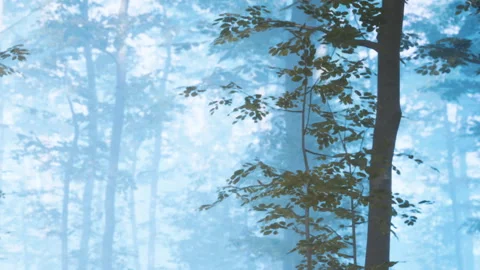 Mist covers trees in a forest during early morning hours in spring Stock Footage 340231975