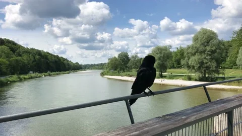 Mist crow cleaning itself standing on rails against Isar river backdrop Stock Footage 132659475
