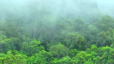 The mist dances in the tropical forest. Stock Footage 250150254