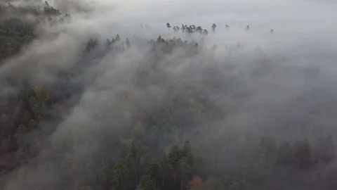 Mist dancing over trees 1080 ungraded Video stock 105953465