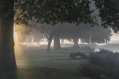 Mist of dreams Stock Illustration