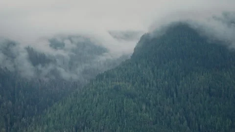 Mist drifting through conifer forest on a mountainside in Alaska Stock-Footage 347824241