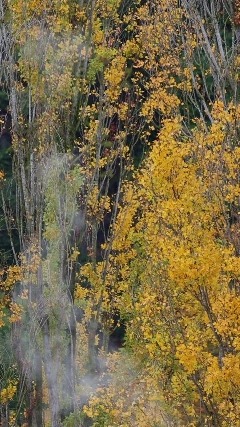 Mist drifting through yellow autumn foliage in slow motion Stock Footage 325538877