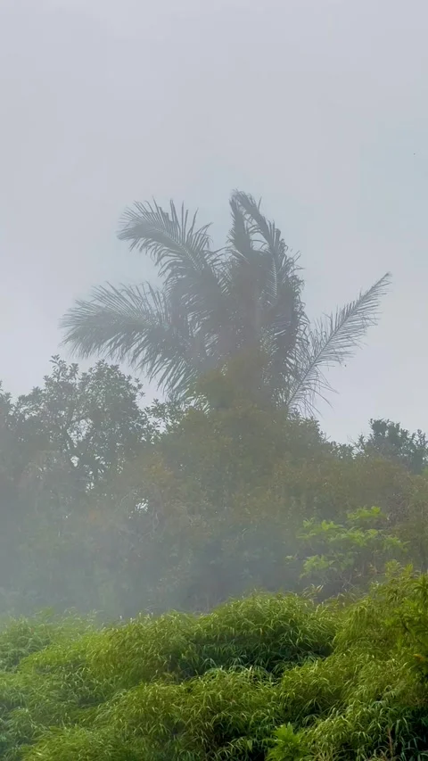 Mist Embracing Palm Tree Tops - Cinematic Nature - Colonia Tovar Stock Footage 329307089