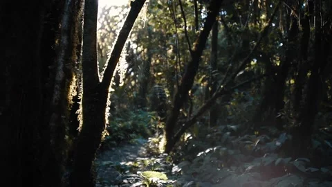 Mist falls from tree in the sunlight Stock Footage 140611968