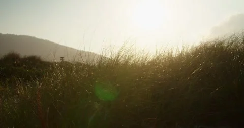 Mist in the Field at Seaside Stock Footage 247336756