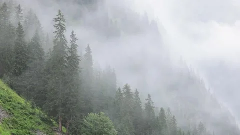 Mist in the fir tree forest of the Austrian Alps - great mountain view Stock-Footage 159172406
