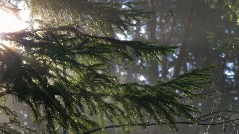Mist floating in forest with spruce trees Stock Footage 98321264