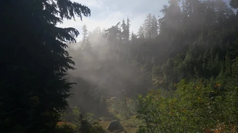 Mist flowing through forest 1 Stock Footage 101203263