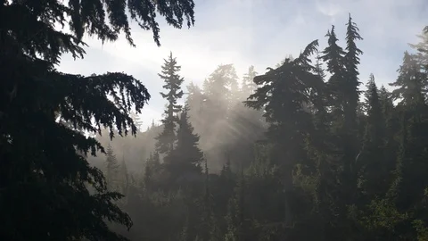 Mist flowing through forest 2 Stock Footage 101204017
