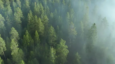 Mist &amp; fog over pine tree forest woodland, aerial drone fottage Stock Footage 141490982