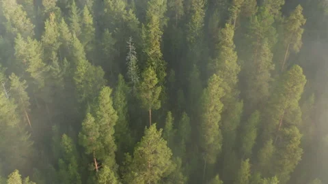 Mist &amp; fog over pine tree forest woodland, orbit aerial drone fottage Stock Footage 142134454