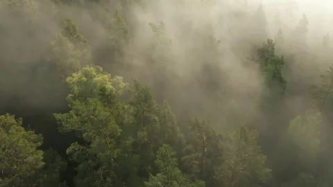 Mist &amp; fog rolling in over pine tree forest woods, aerial footage from above Stock Footage 141502877