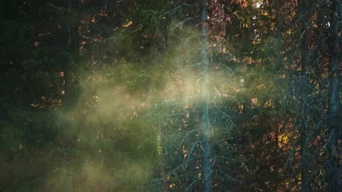 Mist, fog, smoke blown by the wind in front of pine forest. Soft lighting. Stock Footage 203201280