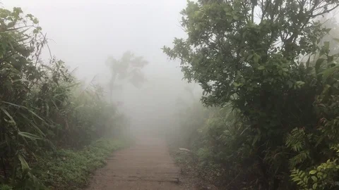 The mist fog walking pathway on mountain forest Stock Footage 84936557