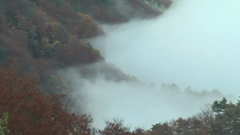 Mist Vidéo 332758736