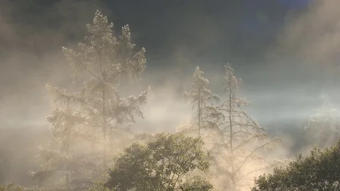 Mist in forest fog in Canada Stock Footage 72952505