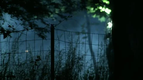 Mist in the forest Stock Footage 20466663