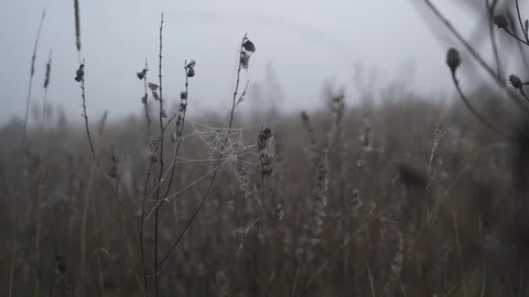 Mist forest Stock Footage 106365038