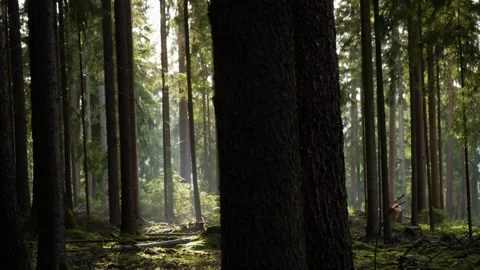 Mist in a forest Stock Footage 132636891