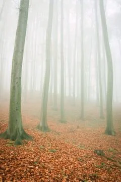 Mist in the forest Stock Photos