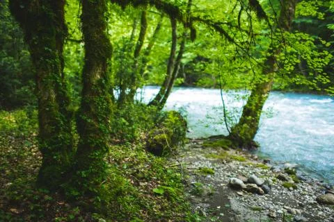 Mist forest Stock Photos