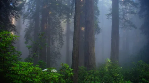 Mist in forest at Redwood National Park Stock Footage