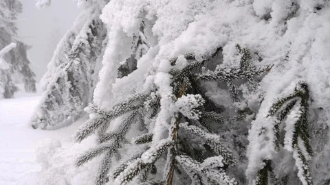 Mist forest of snow Stock Footage 86116724