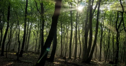 Mist in forest. Time-lapse. Stock Footage 132663613