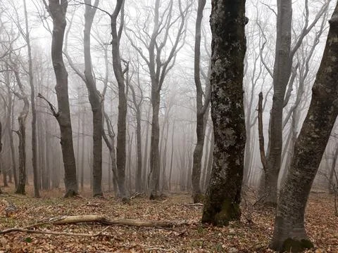 The mist Forrest Stock Photos