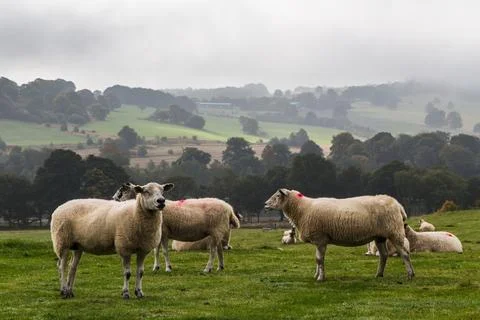 Mist lifting from the Yorkshire hills Stock Photos