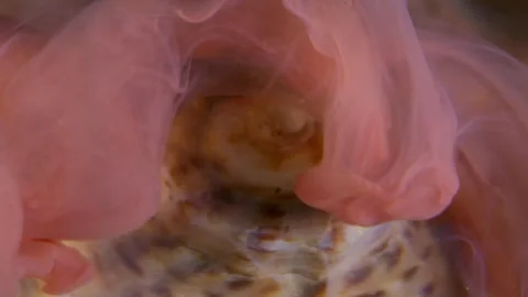 Mist liquid seashell spiral silk haze paint flow Stock Footage 314501484